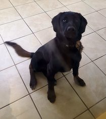 Sheprador Dogs for adoption in Staley, NC, USA