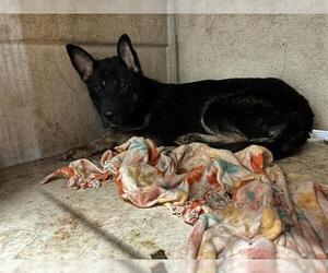 German Shepherd Dog Dogs for adoption in Oklahoma City, OK, USA