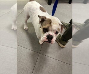 Bulldog Dogs for adoption in Rancho Cucamonga, CA, USA
