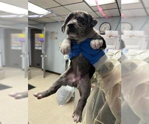 Mutt Dogs for adoption in Stockton, CA, USA