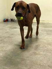 Boxweiler Dogs for adoption in Lewistown, PA, USA