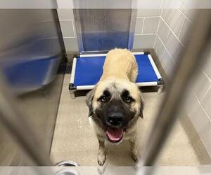 Anatolian Shepherd-Unknown Mix Dogs for adoption in Grand Prairie, TX, USA