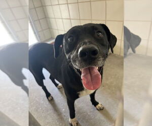 American Pit Bull Terrier-Labrador Retriever Mix Dogs for adoption in Corpus Christi, TX, USA