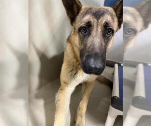 German Shepherd Dog Dogs for adoption in Bakersfield, CA, USA