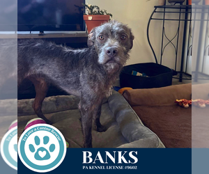 American Pit Bull Terrier-Unknown Mix Dogs for adoption in Kimberton, PA, USA