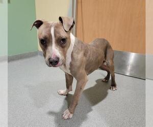 American Pit Bull Terrier Dogs for adoption in Orange, CA, USA
