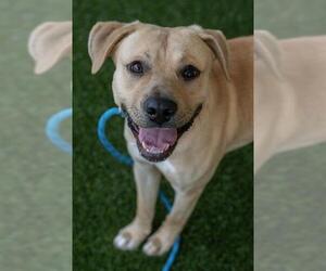 Labrador Retriever-Unknown Mix Dogs for adoption in Baytown, TX, USA