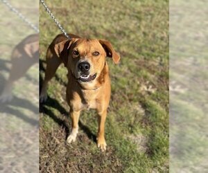 Black Mouth Cur-Unknown Mix Dogs for adoption in Gwinn, MI, USA