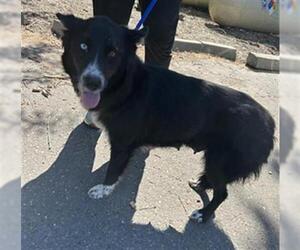 Border Collie-Unknown Mix Dogs for adoption in Placerville, CA, USA