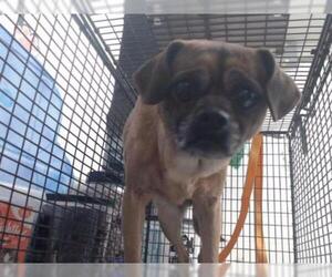 Chug Dogs for adoption in San Bernardino, CA, USA