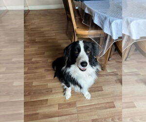 Border Collie Dogs for adoption in Mt. Laurel, NJ, USA