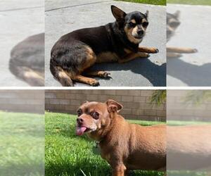 Chihuahua Dogs for adoption in Oceanside, CA, USA