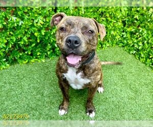 American Staffordshire Terrier Dogs for adoption in West Palm Beach, FL, USA