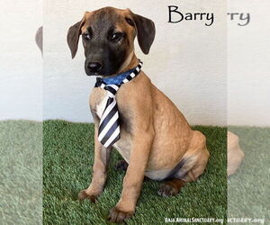 Black Mouth Cur-Unknown Mix Dogs for adoption in San Diego, CA, USA