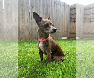 Chihuahua Dogs for adoption in Columbus, IN, USA