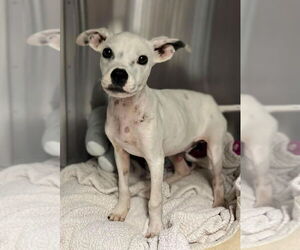 American Boston Bull Terrier Dogs for adoption in New York, NY, USA