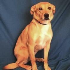 Golden Retriever Dogs for adoption in Show Low, AZ, USA