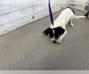 Papillon-Unknown Mix Dogs for adoption in San Bernardino, CA, USA