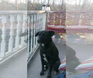 Borador Dogs for adoption in Scottsboro, AL, USA