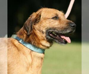 Mutt Dogs for adoption in North Fort Myers, FL, USA
