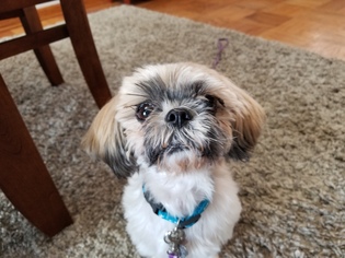 Shih Tzu Dogs for adoption in Rolling Meadows, IL, USA