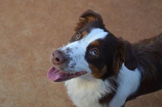 Australian Shepherd Dogs for adoption in Athens, AL, USA