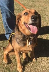 Bagle Hound Dogs for adoption in Dallas, TX, USA