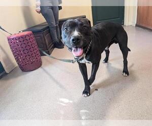 American Pit Bull Terrier Dogs for adoption in Pasadena, CA, USA