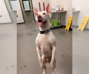American Pit Bull Terrier-Unknown Mix Dogs for adoption in Corpus Christi, TX, USA