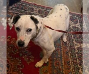Beagle-Dalmatian Mix Dogs for adoption in Winston Salem, NC, USA