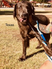 Mastador Dogs for adoption in Goodyear, AZ, USA