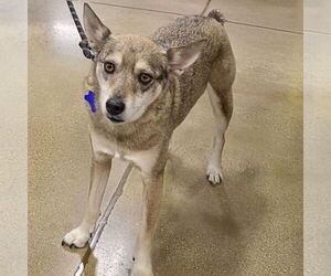 Chihuahua-Unknown Mix Dogs for adoption in Batavia, OH, USA