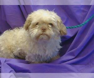 Mal-Shi Dogs for adoption in Sacramento, CA, USA