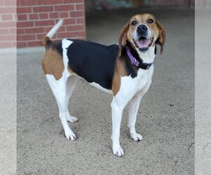 Coonhound Dogs for adoption in Bardstown, KY, USA