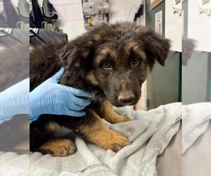 German Shepherd Dog Dogs for adoption in Woodland, CA, USA