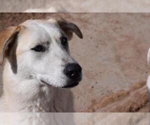 - Mix Dogs for adoption in Laramie, WY, USA