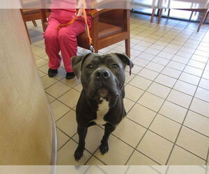 American Staffordshire Terrier Dogs for adoption in Ocala, FL, USA