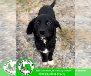 English Shepherd-Unknown Mix Dogs for adoption in Stroudsburg, PA, USA
