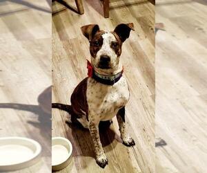 Boxer-Red Heeler Mix Dogs for adoption in Gilbert, AZ, USA