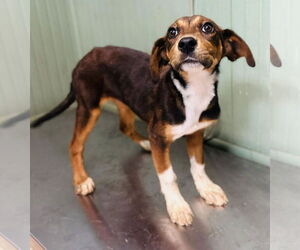 Mutt Dogs for adoption in Clarkesville, GA, USA