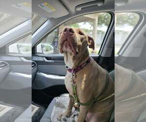 Mutt Dogs for adoption in Oakhurst, NJ, USA