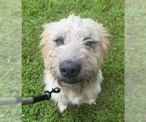 Poodle (Standard)-Unknown Mix Dogs for adoption in Cookeville, TN, USA