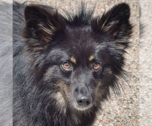 Australian Shepherd-Unknown Mix Dogs for adoption in Huntley, IL, USA