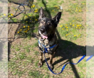 German Shepherd Dog Dogs for adoption in Boston, MA, USA