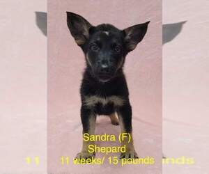 German Shepherd Dog Dogs for adoption in pomfret, CT, USA