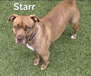 American Pit Bull Terrier Dogs for adoption in Derwood, MD, USA