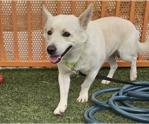 German Shepherd Dog-Unknown Mix Dogs for adoption in Las Vegas, NV, USA