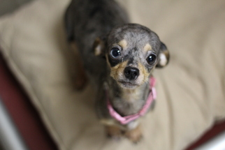 Chiweenie Dogs for adoption in Oskaloosa, IA, USA