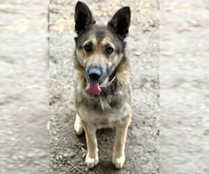 German Shepherd Dog-Unknown Mix Dogs for adoption in Riverside, CA, USA