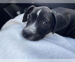 Labrador Retriever-Unknown Mix Dogs for adoption in Orlando, FL, USA